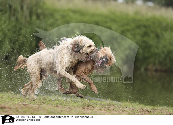Wller / Waeller Sheepdog / KB-16043