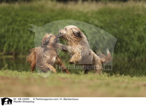 Wller / Waeller Sheepdog / KB-16065