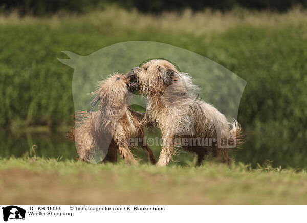 Wller / Waeller Sheepdog / KB-16066
