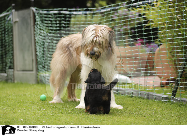 Wller / Waeller Sheepdog / KB-16088