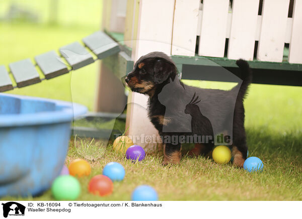 Waeller Sheepdog / KB-16094