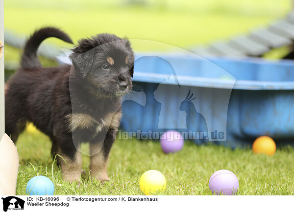 Wller / Waeller Sheepdog / KB-16096