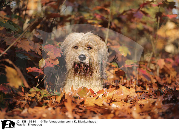 Wller / Waeller Sheepdog / KB-16384