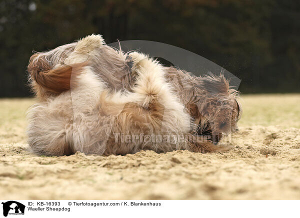 Wller / Waeller Sheepdog / KB-16393
