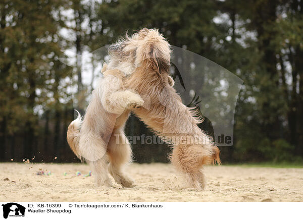 Wller / Waeller Sheepdog / KB-16399