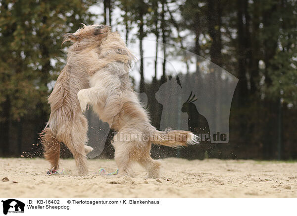Wller / Waeller Sheepdog / KB-16402