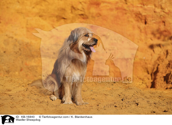 Wller / Waeller Sheepdog / KB-16840