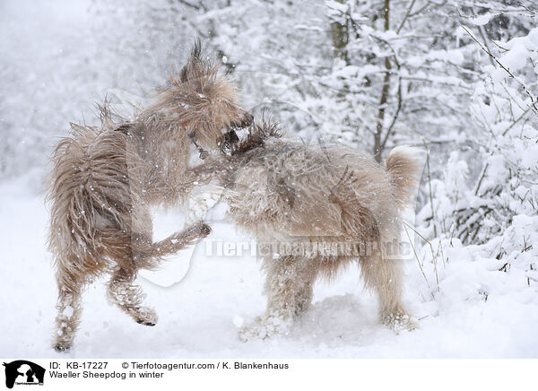Wller im Winter / Waeller Sheepdog in winter / KB-17227