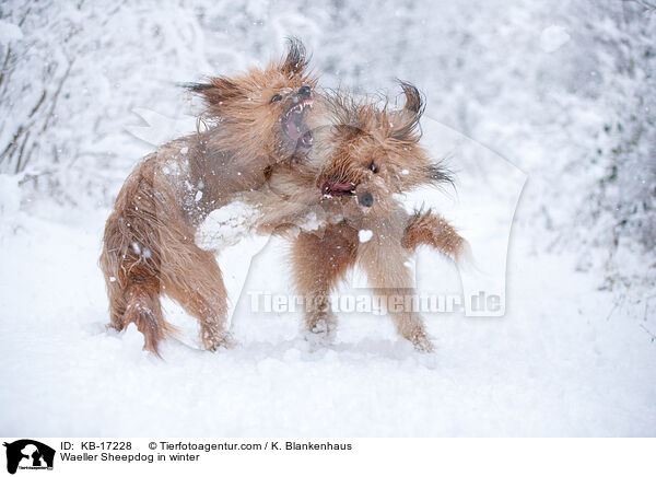 Wller im Winter / Waeller Sheepdog in winter / KB-17228
