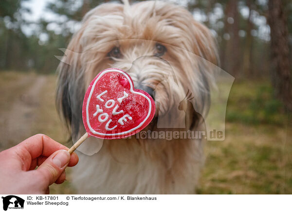 Wller / Waeller Sheepdog / KB-17801