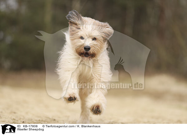 Wller / Waeller Sheepdog / KB-17808