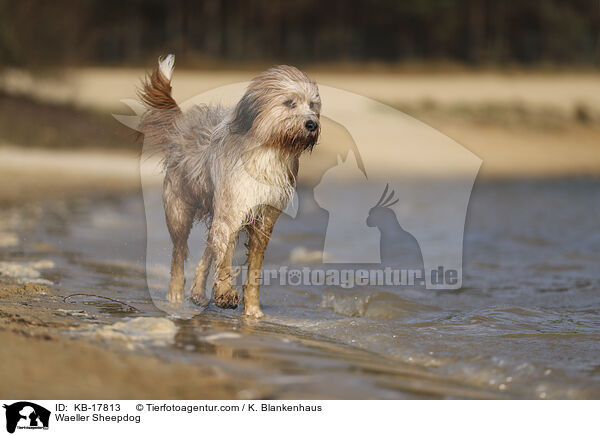 Wller / Waeller Sheepdog / KB-17813