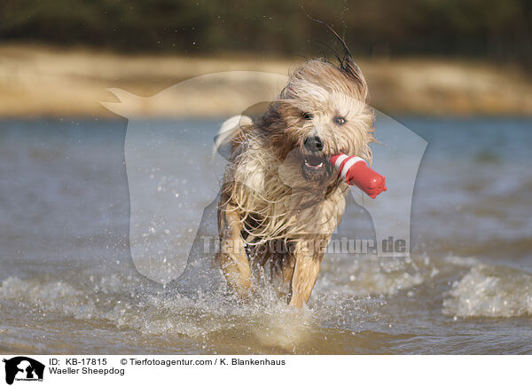 Wller / Waeller Sheepdog / KB-17815