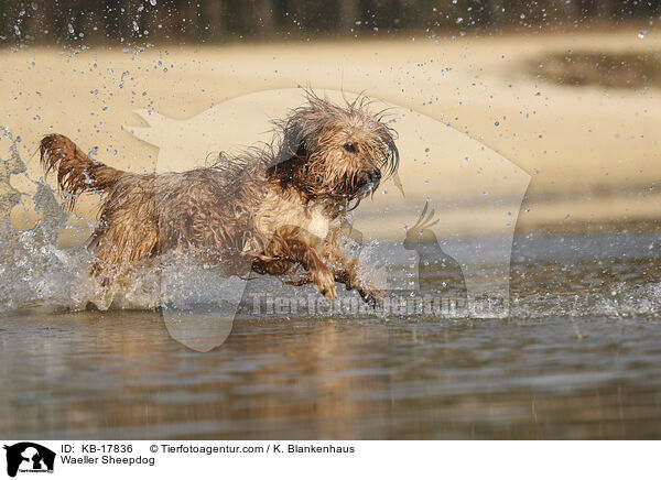 Wller / Waeller Sheepdog / KB-17836
