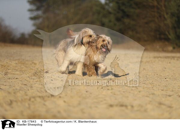 Wller / Waeller Sheepdog / KB-17843