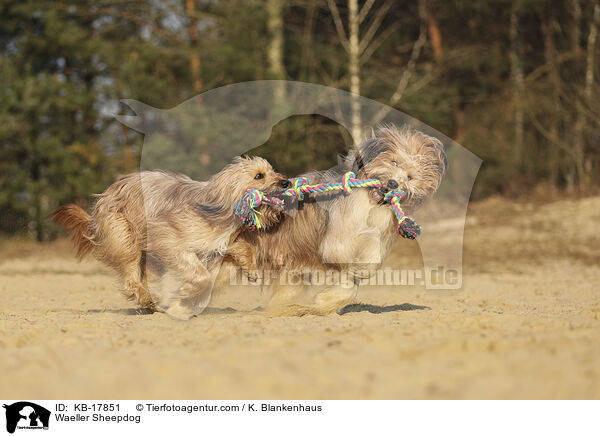 Wller / Waeller Sheepdog / KB-17851