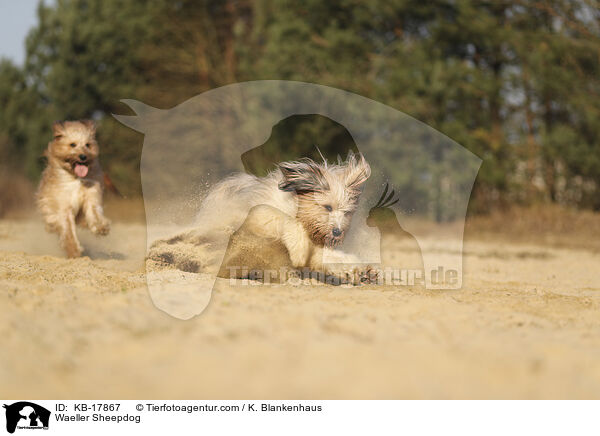 Wller / Waeller Sheepdog / KB-17867