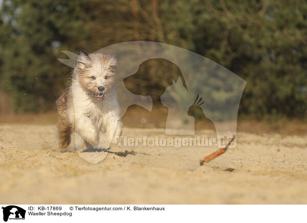 Wller / Waeller Sheepdog / KB-17869