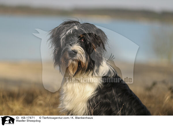 Wller / Waeller Sheepdog / KB-17871