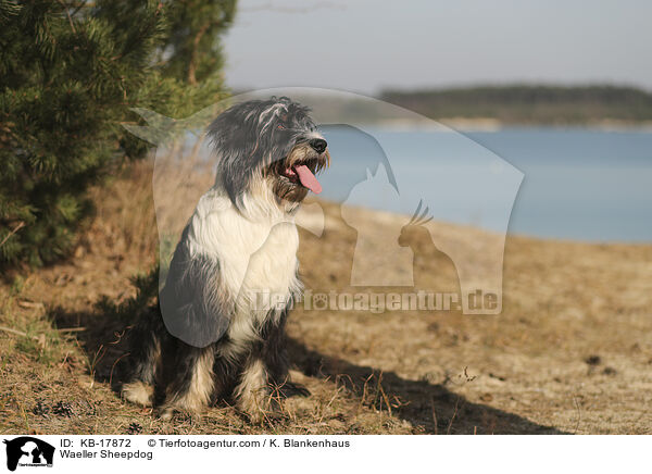 Wller / Waeller Sheepdog / KB-17872
