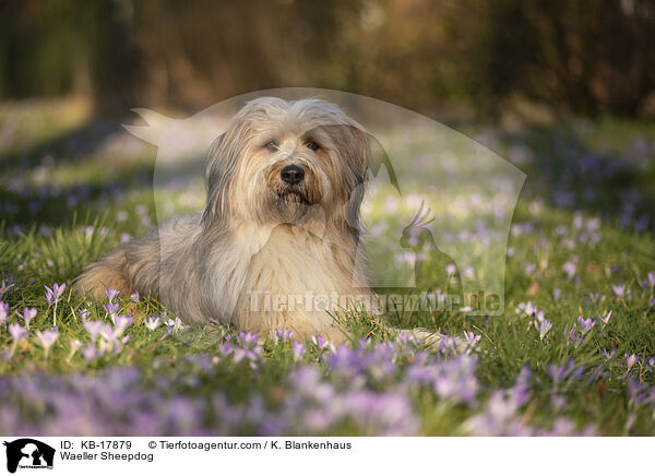Wller / Waeller Sheepdog / KB-17879