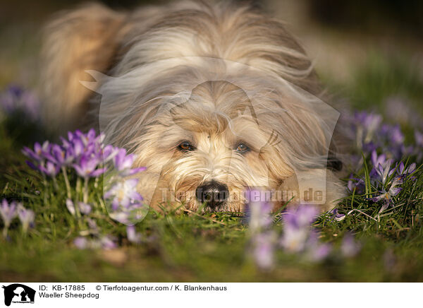 Wller / Waeller Sheepdog / KB-17885