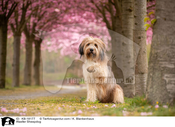 Wller / Waeller Sheepdog / KB-18177