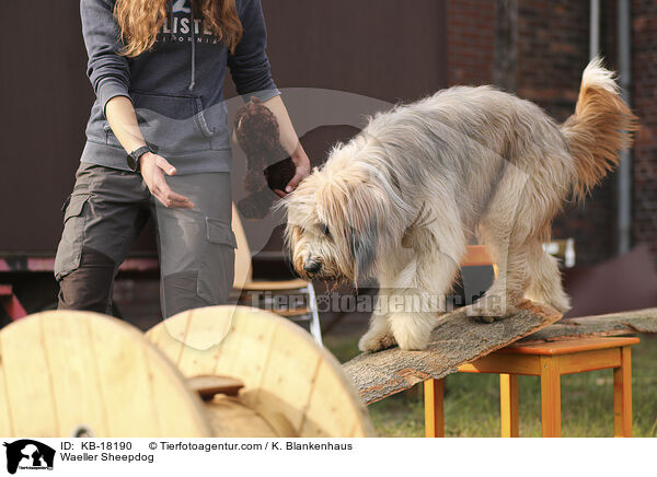 Wller / Waeller Sheepdog / KB-18190