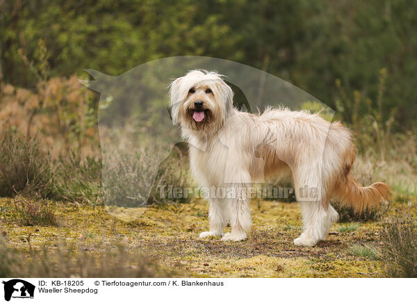 Wller / Waeller Sheepdog / KB-18205