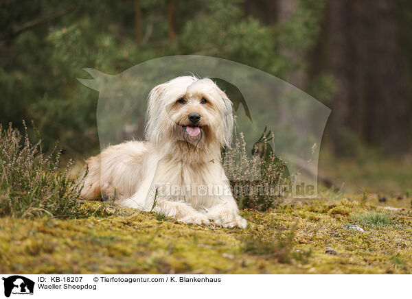 Wller / Waeller Sheepdog / KB-18207