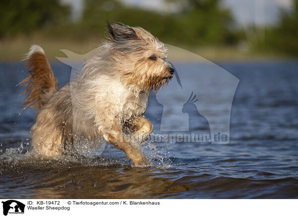 W�ller / Waeller Sheepdog / KB-19472