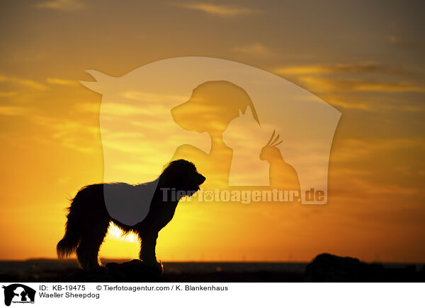 W�ller / Waeller Sheepdog / KB-19475
