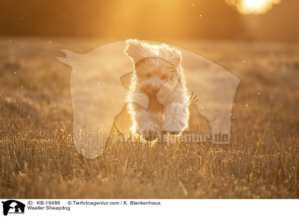 W�ller / Waeller Sheepdog / KB-19486