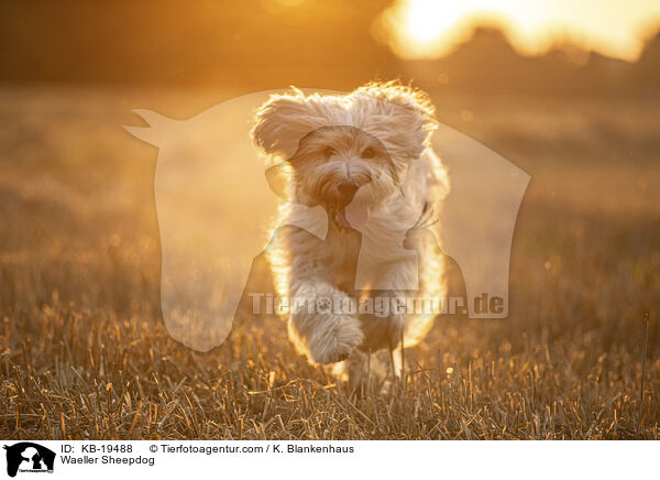 W�ller / Waeller Sheepdog / KB-19488