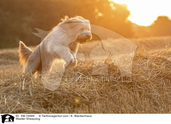 W�ller / Waeller Sheepdog / KB-19489