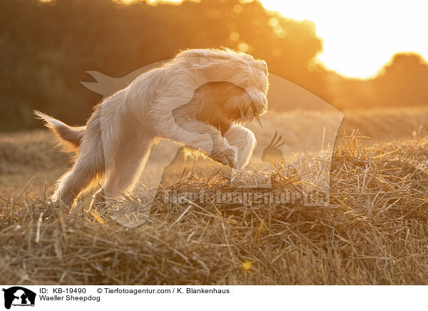 W�ller / Waeller Sheepdog / KB-19490