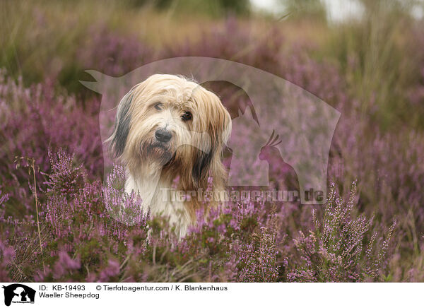 W�ller / Waeller Sheepdog / KB-19493