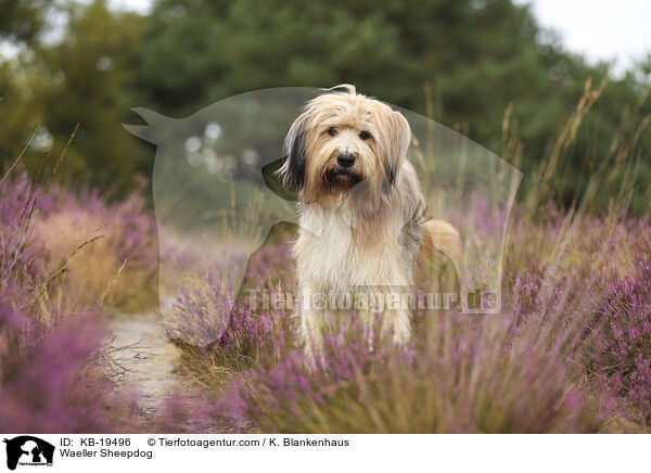 W�ller / Waeller Sheepdog / KB-19496