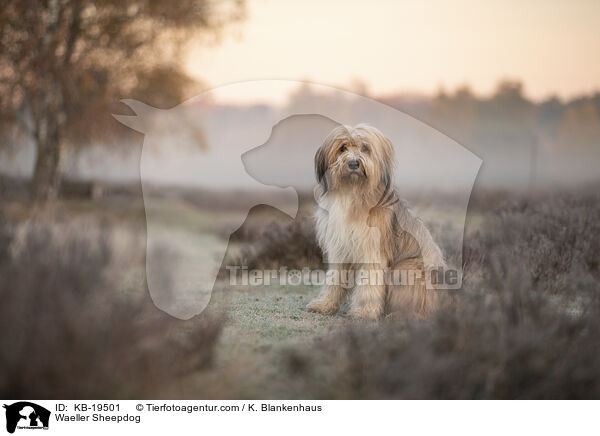 W�ller / Waeller Sheepdog / KB-19501
