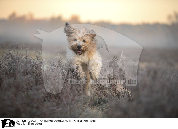 W�ller / Waeller Sheepdog / KB-19503