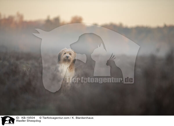 W�ller / Waeller Sheepdog / KB-19504