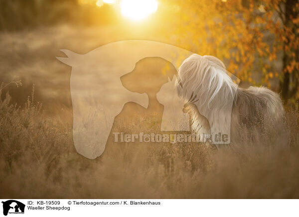 W�ller / Waeller Sheepdog / KB-19509