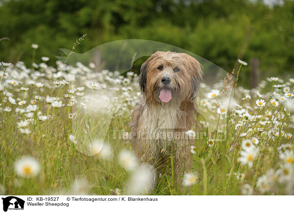 W�ller / Waeller Sheepdog / KB-19527