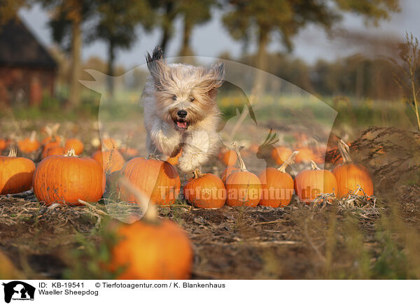 W�ller / Waeller Sheepdog / KB-19541