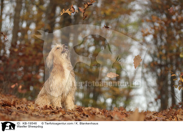 Waeller Sheepdog / KB-19546