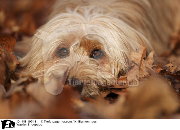 W�ller / Waeller Sheepdog / KB-19548