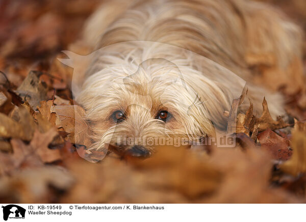 Waeller Sheepdog / KB-19549