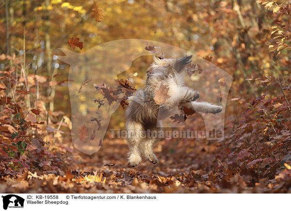 W�ller / Waeller Sheepdog / KB-19558