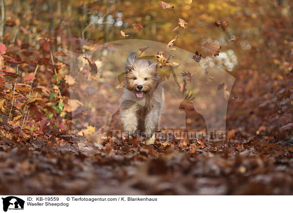 W�ller / Waeller Sheepdog / KB-19559