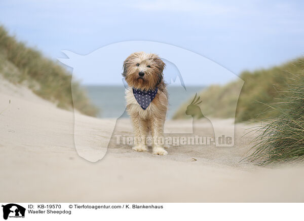 Wller / Waeller Sheepdog / KB-19570